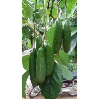 ต้นอโวคาโด้เสียบยอด พันธุ์ไร้เมล็ด เวียดนาม (Seedless Avocado tree) ผลดก หวานมัน
