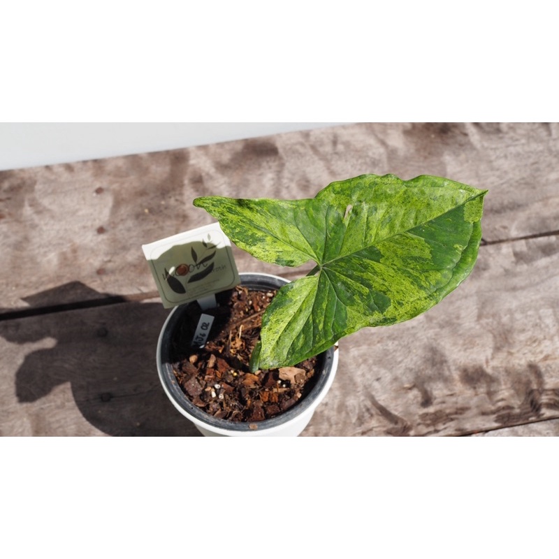 เงินไหลมา โมจิโตะ (syngonium mojito) MJ s02