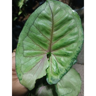 Syngonium T24 กระถางสีขาว5"