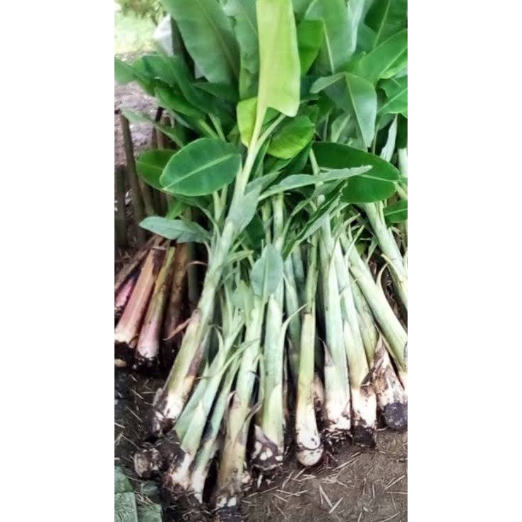 ต้นกล้วยหิน (1 ต้น/แพ็ค) กล้วยพันธุ์ใหญ่ยักษ์ เนื้อแน่นรสหวาน แปรรูปได้หลากหลาย ลำต้นสูง 40-60 ซ.ม. - รูปที่ 5