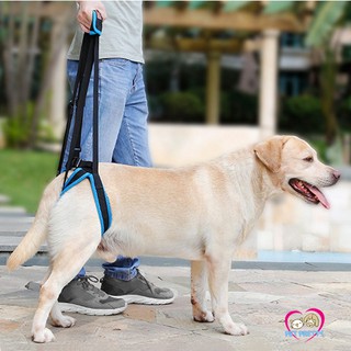 Doglemi ที่พยุงตัวสุนัข S-M-L 3ขนาด  รุ่นห่วงคล้องขาหลัง  LIFT HARNESS สีน้ำเงิน (ที่พยุงขาสุนัข แทนวีลแชร์หมา