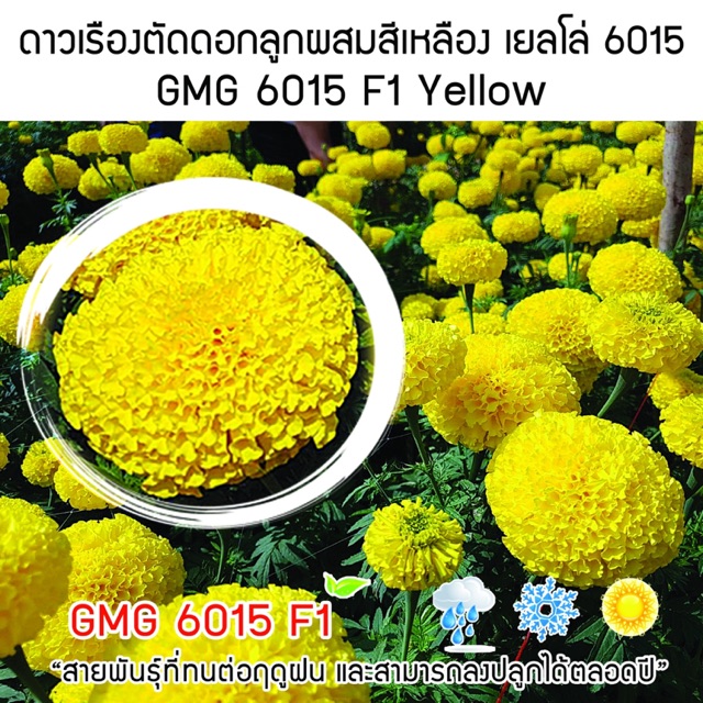 เมล็ดพันธุ์ดาวเรืองตัดดอกคุณภาพตรา GMG สีเหลือง ซอง 1,000 เมล็ด สำหรับปลูกทุกฤดูกาล