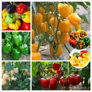 （อัตราการปลูกสูง）เมล็ดพันธุ์ พริกหยวก บอนสี Colorful Sweet Bell Pepper Mixed Seeds Vegetable Seeds บรรจุ 50 เมล็ด เมล็ดพ