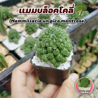 แมมบล็อคเคอรี่ 🥦แคคตัสเลี้ยงง่ายตายยาก กระถางละ20บาท🥦