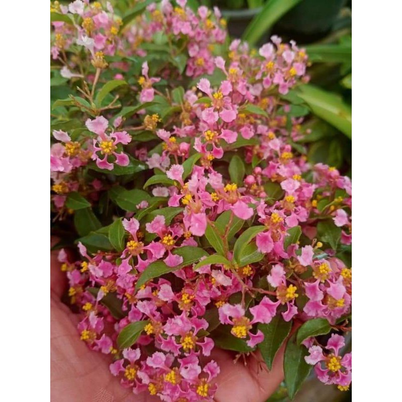 🌺🌺เชอรี่ญี่ปุ่นแคระ🌺🌺 ไม้มงคล