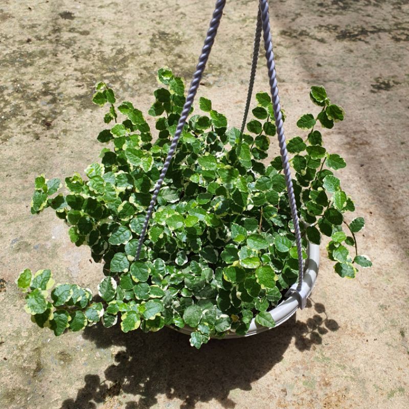 ตีนตุ๊กแกด่าง มาในกระถางพร้อมแขวน ไม้แดด