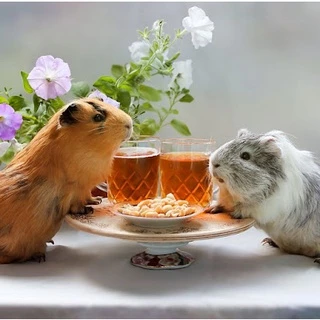 โรงงานขายตรง แบ่งบรรจุ 1 กก. ถุงซิป สมาร์ทฮาร์ท สัตว์ฟันแทะ SmartHeart Rodent แกสบี้ หนูตะเภา หนูขวัญ กระต่าย แฮมเตอร์