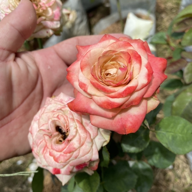 F580 กุหลาบ Cappuccino rose (คาปูชิโน่) *ส่งติดดอก แบบถุงใหญ่