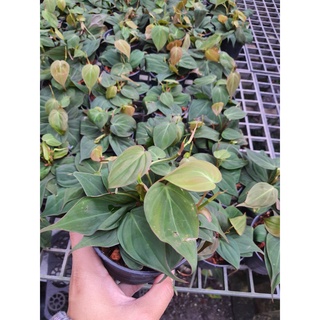 พลูสนิม พลูสนิม /Black Gold Philodendron ในกระถาง3นิ้ว Philodendron micans พลูสนิม จัดเป็นไม้เลื้อยเนื้ออ่อนขนาดกลาง