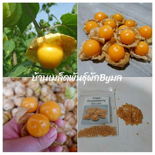 เมล็ดพันธุ์ เคพกูสเบอร์รี่ (Cape Gooseberry) หรือ “โทงเทงฝรั่ง” 50เมล็ด 20 บาท