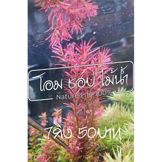 ต้นไม้น้ำ Rotala colorata (โรทาล่า โคโลราต้า) 7กิ่ง 50บาท