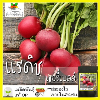 เมล็ดพันธุ์ แรดิช เชอรี่เบลล์ 200 เมล็ด Cherry Belle Radish seed เมล็ดพันธุ์แท้ นำเข้าจากต่างประเทศ ปลูกผัก สวนครัว โตไว