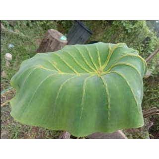 พร้อมส่ง Colocasia yellow widow (นำเข้า)