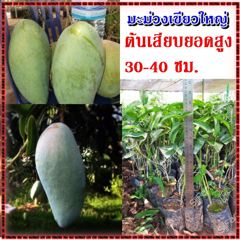 2 ต้น ต้นพันธุ์มะม่วงเขียวใหญ่ รสชาติหวานมันกรอบ ต้นเสียบยอด สูง 30 - 40 ซม. ต้นแข็งแรงพร้อมส่ง