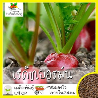 เมล็ดพันธุ์ เรดิช เยอรมัน 200 เมล็ด German Giant Radish Seed เมล็ดพันธุ์แท้100% นำเข้าจากต่างประเทศ ปลูกผัก แรดิช ถูกดี