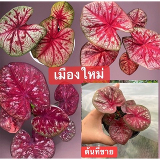 บอนสีเมืองใหม่ กัดสีแล้วสวยมากเมืองใหม่ บอนมี มีชื่อ น่าสะสม ใบกลมๆสวยๆ