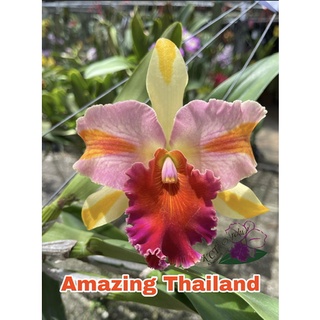 ต้นแคทลียาอะเมซิ่งไทยแลน Cattleya Amazing Thailand จำหน่ายแบบไม่ติดดอก