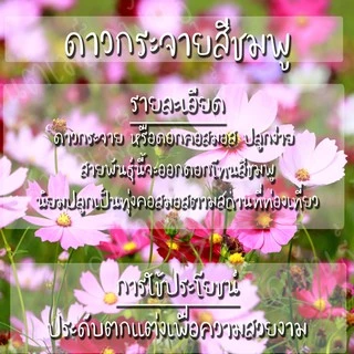 เมล็ดพันธุ์ ดอกดาวกระจาย สีชมพู 200 เมล็ด Pink Gloria Cosmos Flower Seed เมล็ดพันธุ์แท้ นำเข้าจากต่างประเทศ ปลูกผัก โตไว