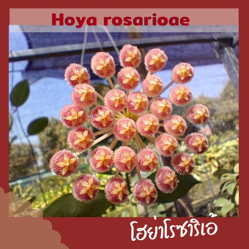 โฮย่าโรซาริเอ้ hoya rosarioae โฮย่ากลิ่นหอม ละมุน(พร้อมช่อดอก)