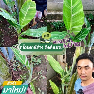 🌲🍌กล้วยตานีด่าง คัดพิเศษ ส่งทั้งต้น มีให้เลือกหลายแบบ ราคาจัดโปรพิเศษ กดสั่งไว้ได้เลยค่ะ☺️อัพเดต 27/6/65