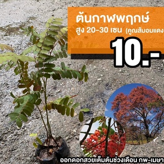 ต้นกาฬพฤกษ์ (จำนวน 1 ต้น) Cassia grandis #กาฬพฤกษ์