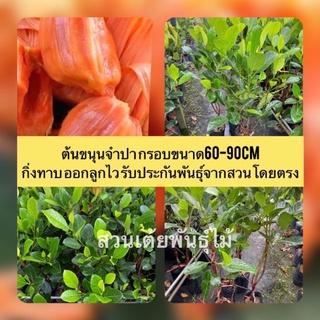 ต้นขนุนจำปากรอบขนาด60-90cm กิ่งทาบ ออกลูกไว รับประกันพันธุ์จากสวนโดยตรง