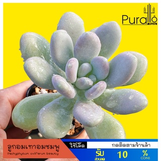 ต้นไม้อวบน้ำ กุหลาบหิน ลูกอมเทา ไข่มุก Pachyphytum oviferum beauty  #succulent #กุหลาบหิน