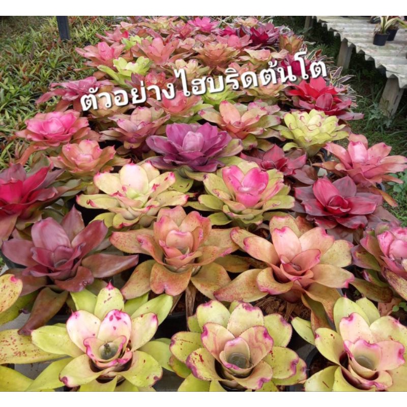 ไม้เพราะเมล็ด สับปะรดสีไอบริด/ไม้เพราะเมล็ด/คละสายพันธ์/ เลี้ยงในกระถางสี่นิ้ว ส่งแบบถอดราก คละสี