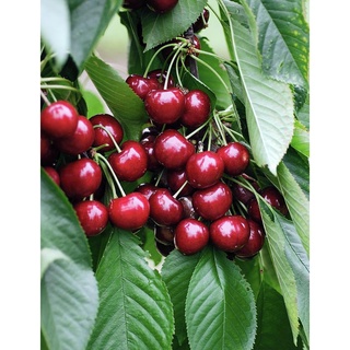 10 เมล็ด เมล็ดเชอร์รี (Cherry) Prunus avium