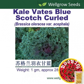 Vates Blue Scotch curled 1gm approx 280sds Scotland คะน้า seeds seeds UFVB