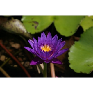 100 เมล็ด เมล็ดบัว สีม่วง นำเข้า บัวนอก สายพันธุ์เมล็ดบัว Waterlily Nymphaea Seeds