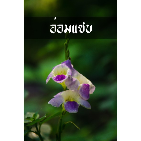 ต้นเบญจรงค์ 5 สี  อ่อมแซบ ไม้ดอกสวยและกินใบอร่อย  ตำลึงหวาน อ่อมแซ่บ สีสวย หายาก – โปรปัง