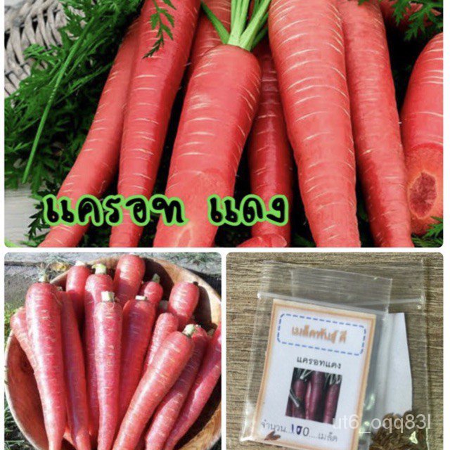 เมล็ดพันธุ์ แครอทสีแดง 500 เมล็ด Red carrot แครอทแดง (ซื้อ 10 แถม 1 คละอย่างได้)/ผักทอดกรอบ เมล็ดกล้วยด่าง La5e