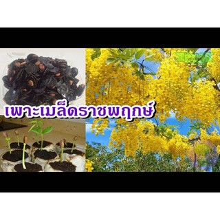 100 เมล็ด เมล็ดพันธุ์ ราชพฤกษ์ หรือ ต้นคูณเหลือง ดอกคูน สีเหลือง 1 ในไม้มงคล ดอกไม้ประจำชาติไทย