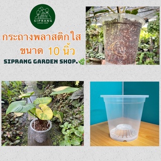 กระถางพลาสติกใส ขนาด 10 นิ้ว Siprang Garden Shop  🪴