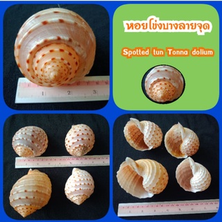เปลือกหอยโข่งบางลายจุด เหมาะสำหรับ สะสม งานประดิษฐ์ งานDIY งานถ่ายภาพ ประดับตู้ปลา เลี้ยงปู และเป็นกระถางปลูกต้นไม้