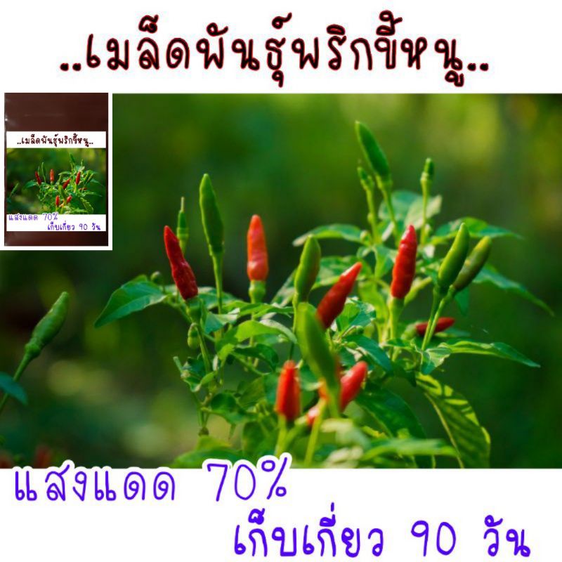 30 เมล็ด  เมล็ดพันธุ์พริกขี้หนู เมล็ดพันธุ์อินทรีย์ สามารถขยายพันธุ์ต่อได้