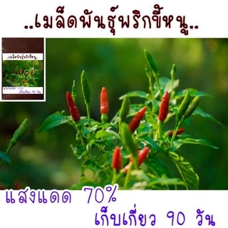 30 เมล็ด เมล็ดพันธุ์พริกขี้หนู เมล็ดพันธุ์อินทรีย์ สามารถขยายพันธุ์ต่อได้