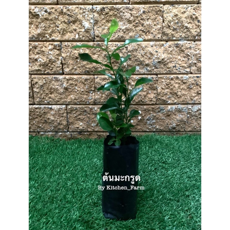 ต้น มะกรูด เพาะเมล็ด แข็งแรง ผักสวนครัว ต้นละ 59 บาท 2 ต้น 100 บาท (คละได้)