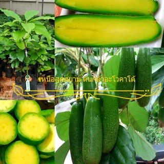 จัดส่งเคอรี่ ต้นอโวคาโด้เสียบยอด พันธุ์ไร้เมล็ด เวียดนาม (Seedless Avocado) ผลดก หวานมัน