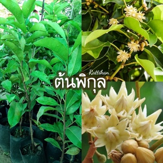 ต้นพิกุล🌱พิกุลทอง พร้อมส่งสวยๆทุกต้นเลย☘(รับประกันสินค้าชำรุด💢)