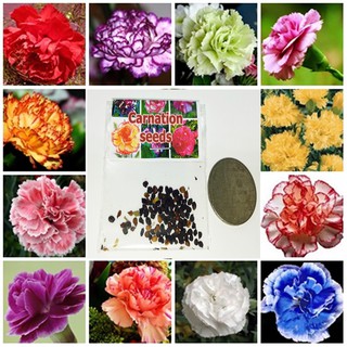 ขายส่ง เมล็ดพันธุ์ดอกคาร์เนชั่น Carnation คละสี seeds ดอกไม้แห่งความรัก ดอกไม้แห่งพระเจ้า บรรจุชุดละ 100 เมล็ด