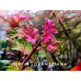 Hyptis Lorentziana ❤️ไม้น้ำที่เปลี่ยนสีตามกำลังไฟที่ใช้