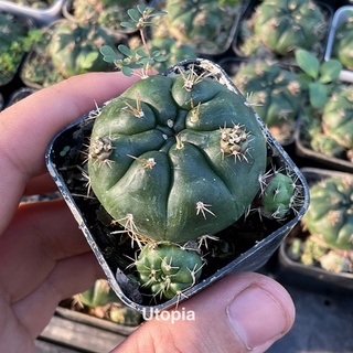 ยิมโนแม่ลูกดก (แม่พันธุ์)- gymnocalycium damsii แคคตัส กระบองเพชร