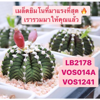 เมล็ดยิมโน LB2178, VOS014A, VOS1241, LBด่าง LBแท้ด่าง แอลบีด่าง ยิมโนแอลบี เมล็ดแคคตัส เมล็ดกระบองเพชร เมล็ดLB เมล็ด VOS