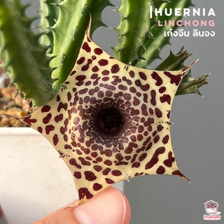 เก๋งจีน ลินจง Huernia linchong แคคตัส กระบองเพชร cactus&amp;succulent