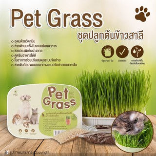 Pet Grassหญ้าปลูก ข้าวสาลี ชุดปลูกต้นข้าวสาลีอ่อนออร์แกนิค สำหรับสุนัข แมวและสัตว์เลี้ยง