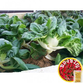 822 Curly Dwarf Pak Choy Seeds Biji Benih Pak Choi Kerinting Pendek GE种子/苹果/内裤/通心菜/向日葵/帽子/芹菜/头饰/seeds/上衣/ ECDH
