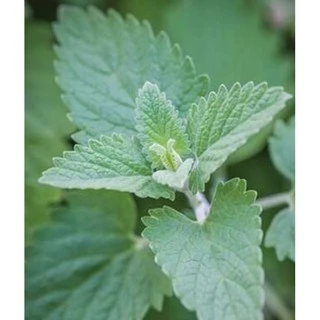 100 เมล็ด เมล็ดพันธุ์แคทนิป catnip กัญชาแมว