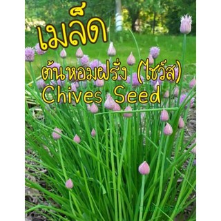 เมล็ดต้นหอมฝรั่ง(ไชว์ส)50เมล็ด10บาท Chives Seed เมล็ดแท้100%